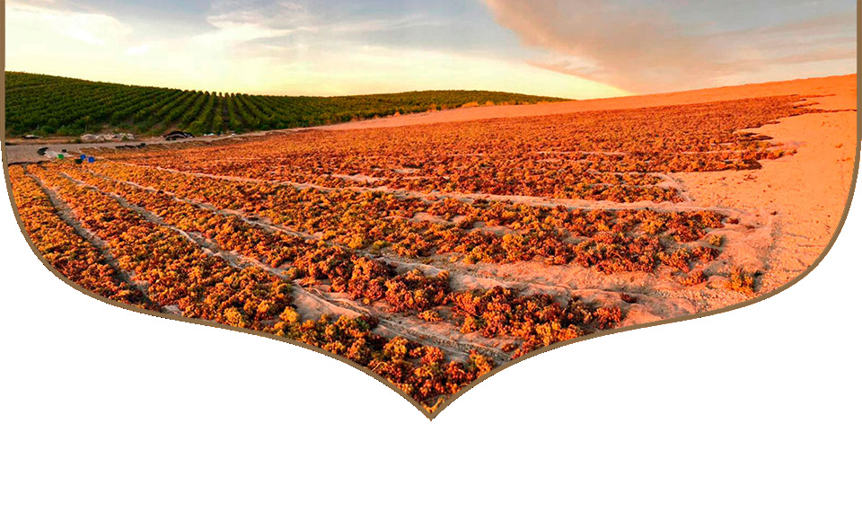 vinagres ecologicos pedro ximenez bodegas robles