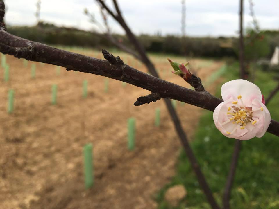 Primavera en el viñedo