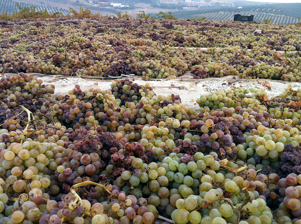 Bodegas Robles | Pasera de Pedro Ximénez