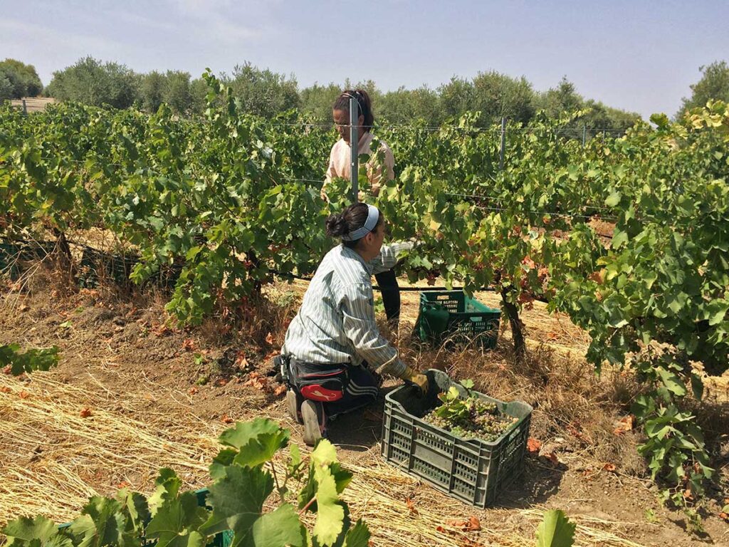 Corta de la uva verdejo ecológica en Bodegas Robles