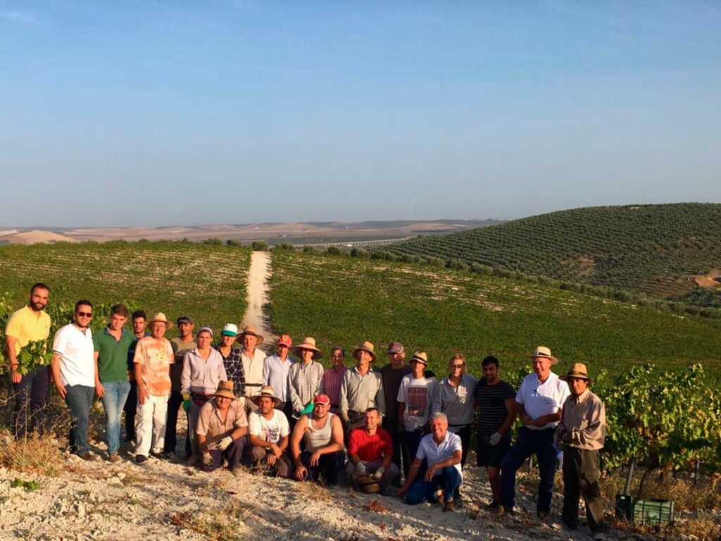 Jornada de vendimia en viñedo Villargallegos de Bodegas Robles en Santaella