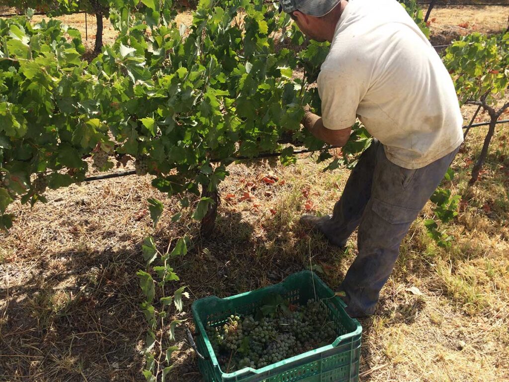 Corta de la uva verdejo ecológica en Bodegas Robles