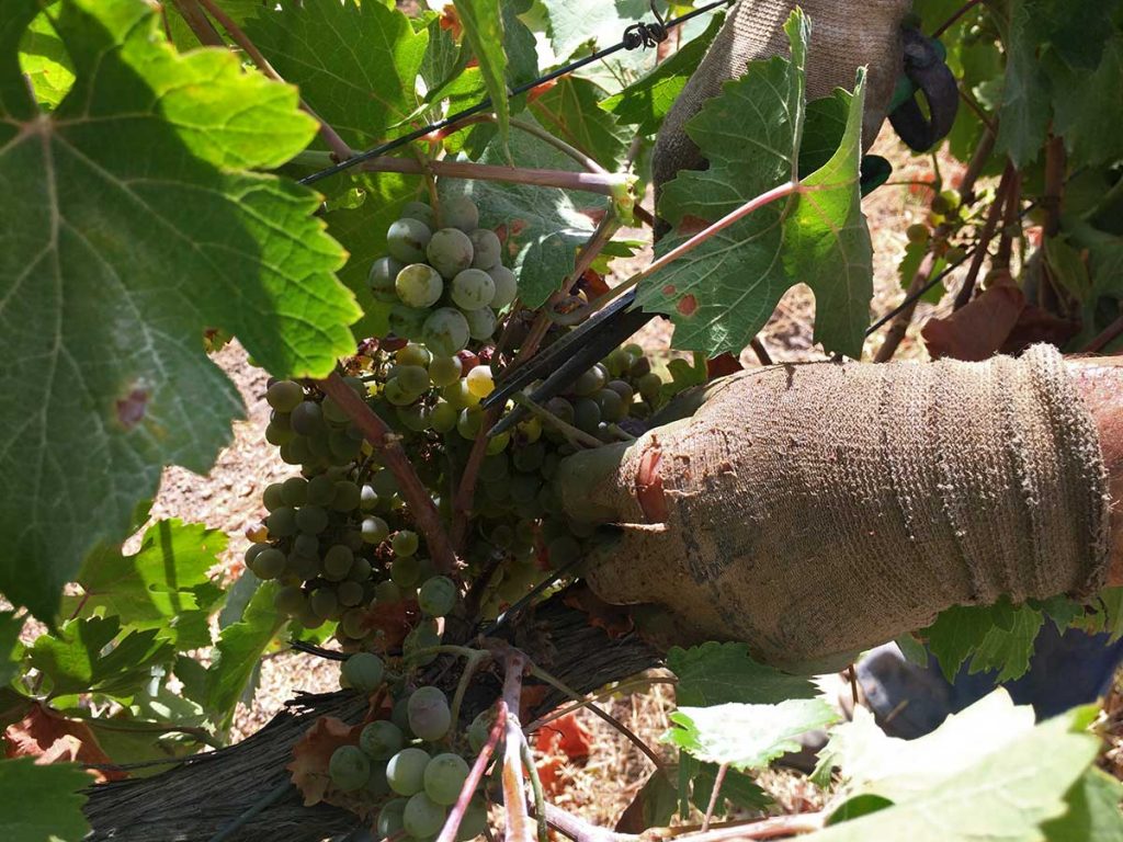Corta de la uva verdejo ecológica en Bodegas Robles