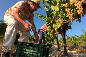 Ezequiel Martínez comparte una jornada de vendimia en el viñedo Villargallegos de Santaella