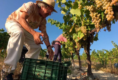 Ezequiel Martínez comparte una jornada de vendimia en el viñedo Villargallegos de Santaella