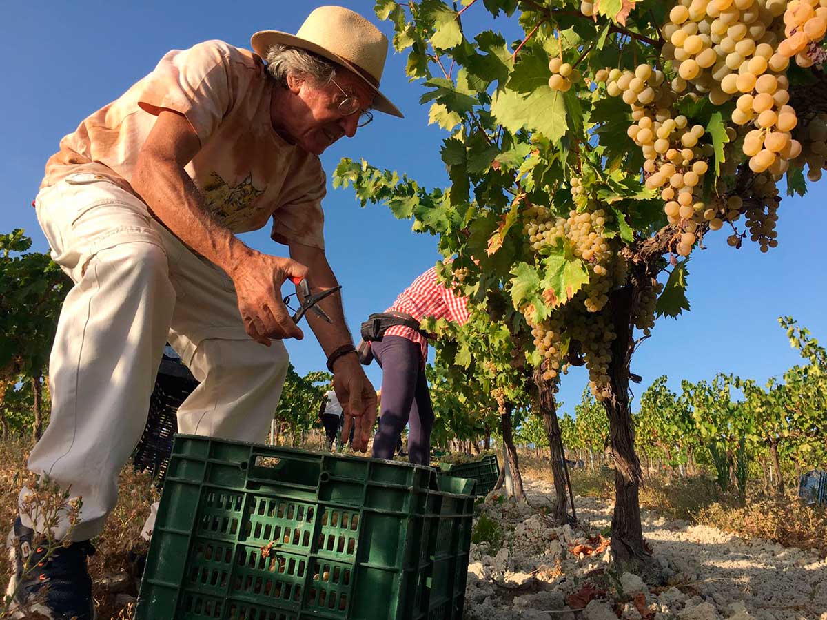 Ezequiel Martínez comparte una jornada de vendimia en el viñedo Villargallegos de Bodegas Robles