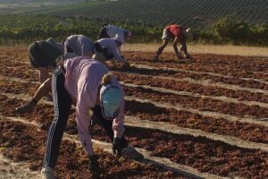 Asoleo y prensado de la uva Pedro Ximénez / Vendimia 2017