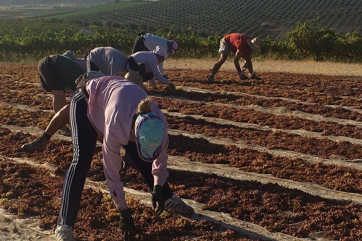 Asoleo de la uva Pedro Ximénez / Bodegas Robles