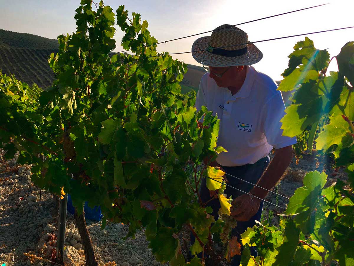 Paco Casero comparte una jornada de vendimia en el viñedo Villargallegos de Bodegas Robles