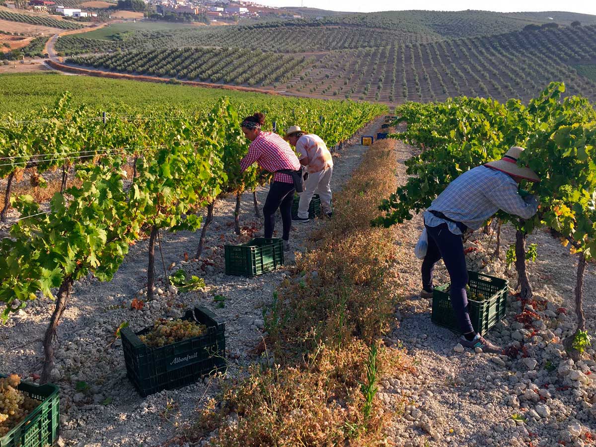 Jornada de vendimia en viñedo Villargallegos de Bodegas Robles en Santaella