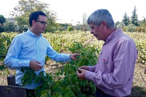 The organic vine leaf from Bodegas Robles will be eaten at Noor Restaurant