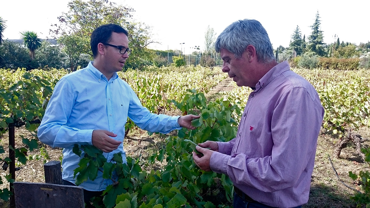 The organic vine leaf from Bodegas Robles will be eaten at Noor Restaurant