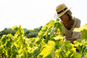 Cata de vinos del pack Quédate en Casa