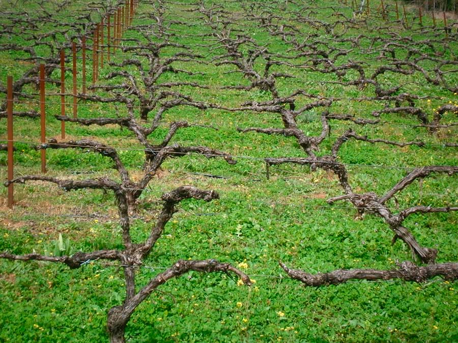 cubierta vegetal viticultura ecologica bodegas robles