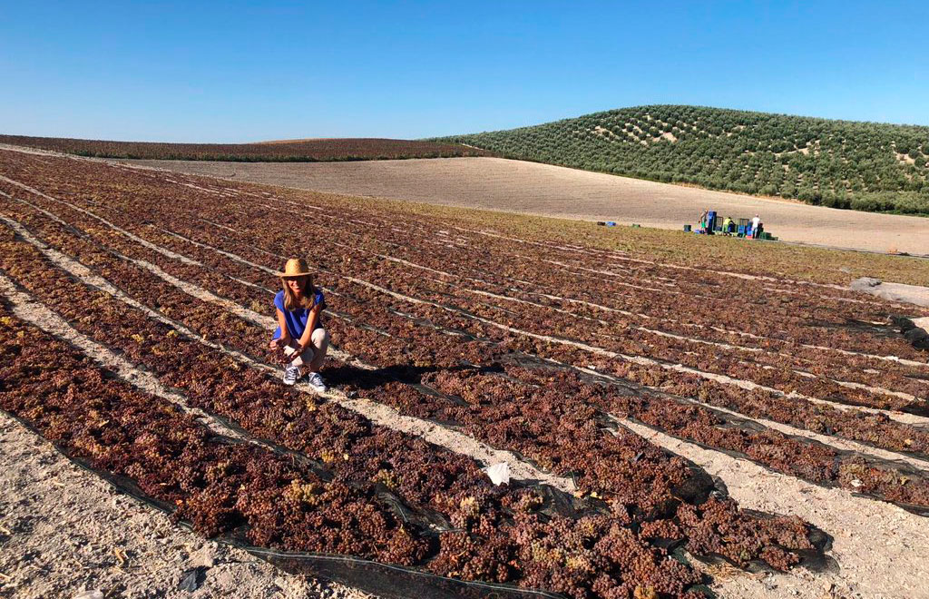 El asoleo en Bodegas Robles