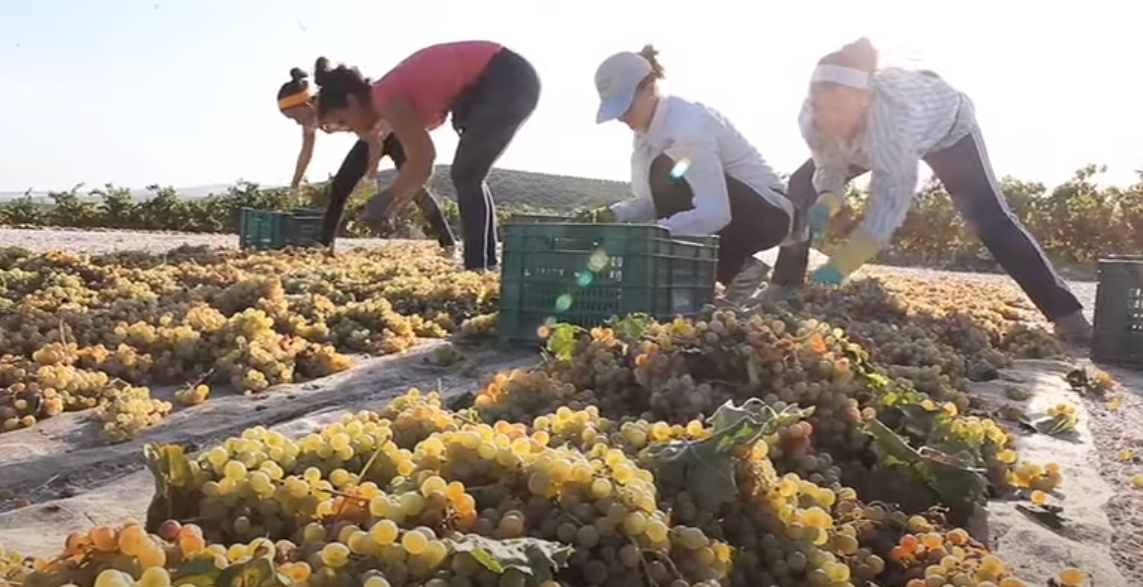 origen y elaboracion del vino pedro ximenez