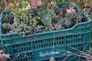 La vendimia de la uva verdejo 2020