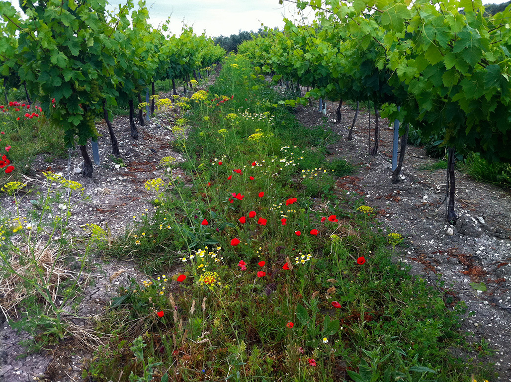 La viticultura regenerativa frente al cambio climático
