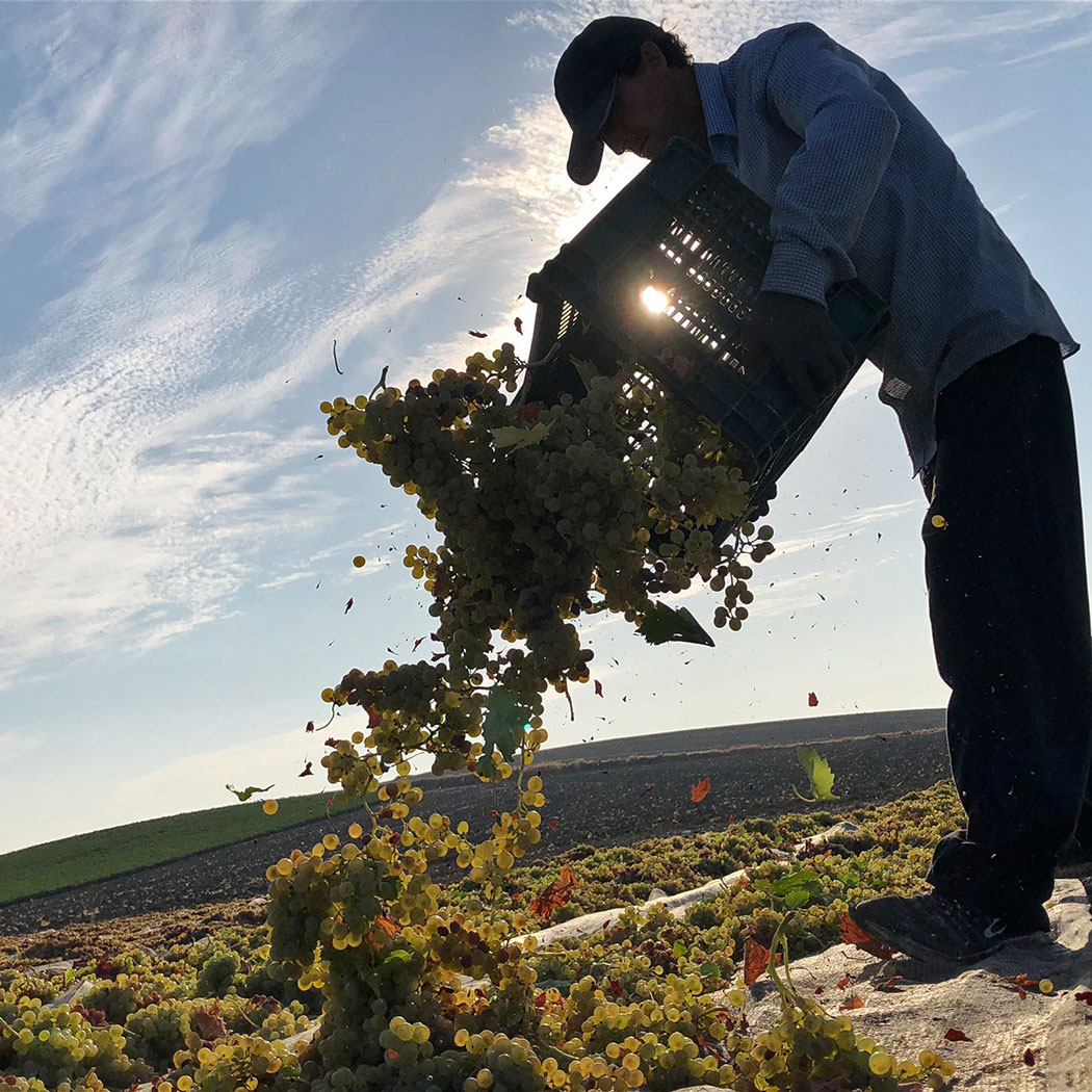 El asoleo de las uvas Pedro Ximénez