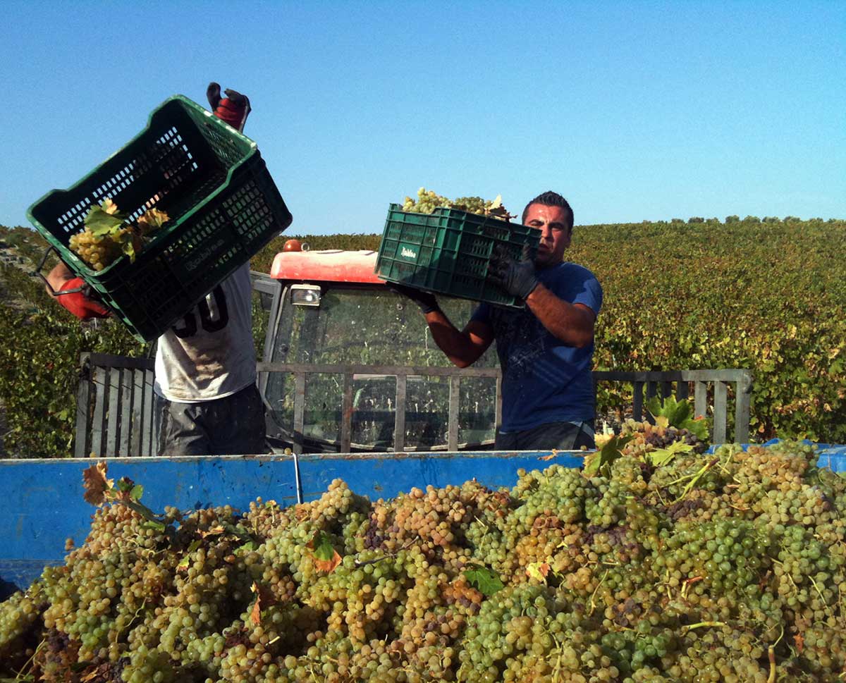 Segunda vendimia de uva Pedro Ximénez destinada a vinos espumosos