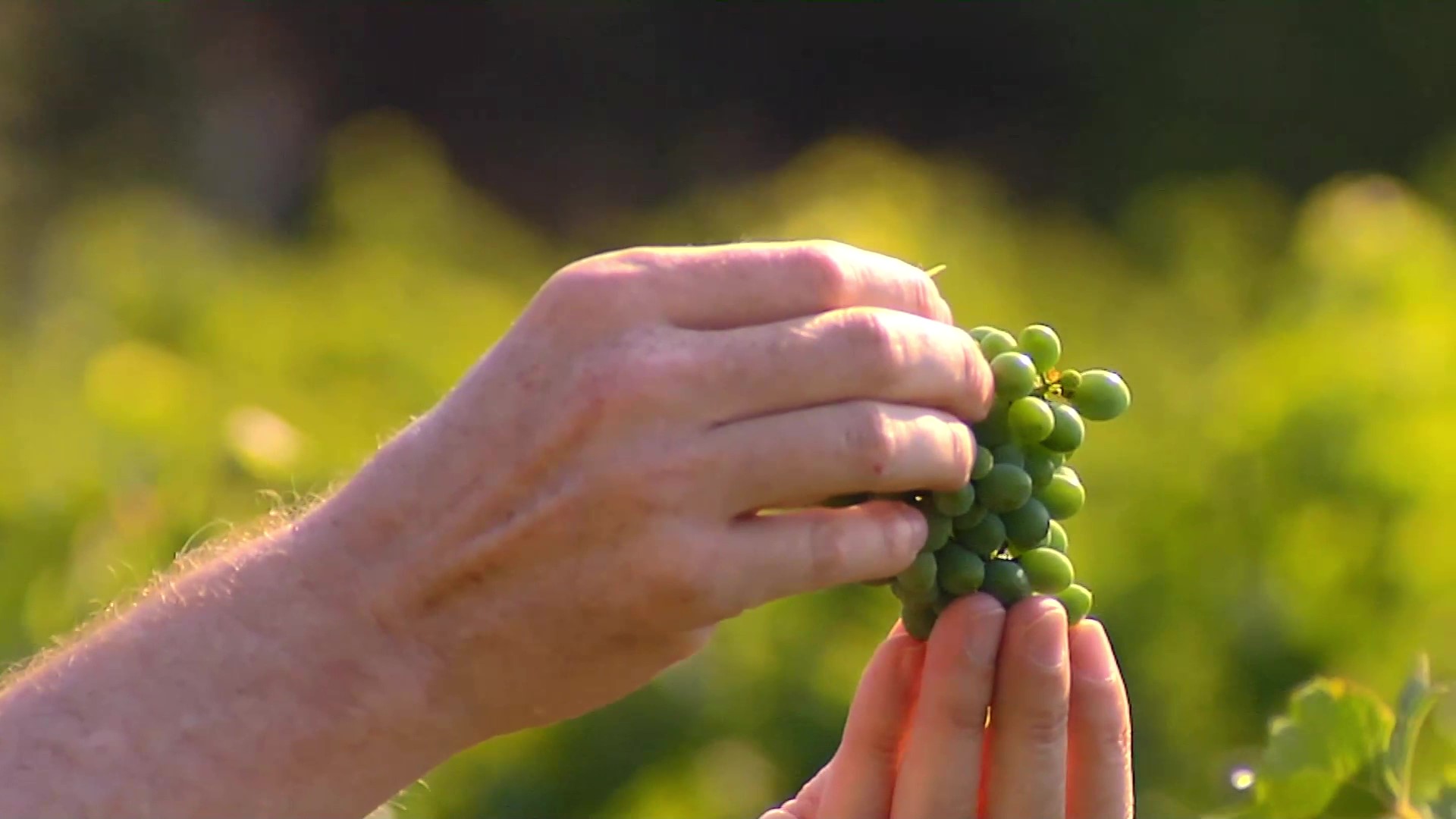 Agraz-verjus: Cosecha temprana y maridaje